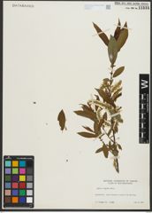 Foto von Salix rigida Muhl.
